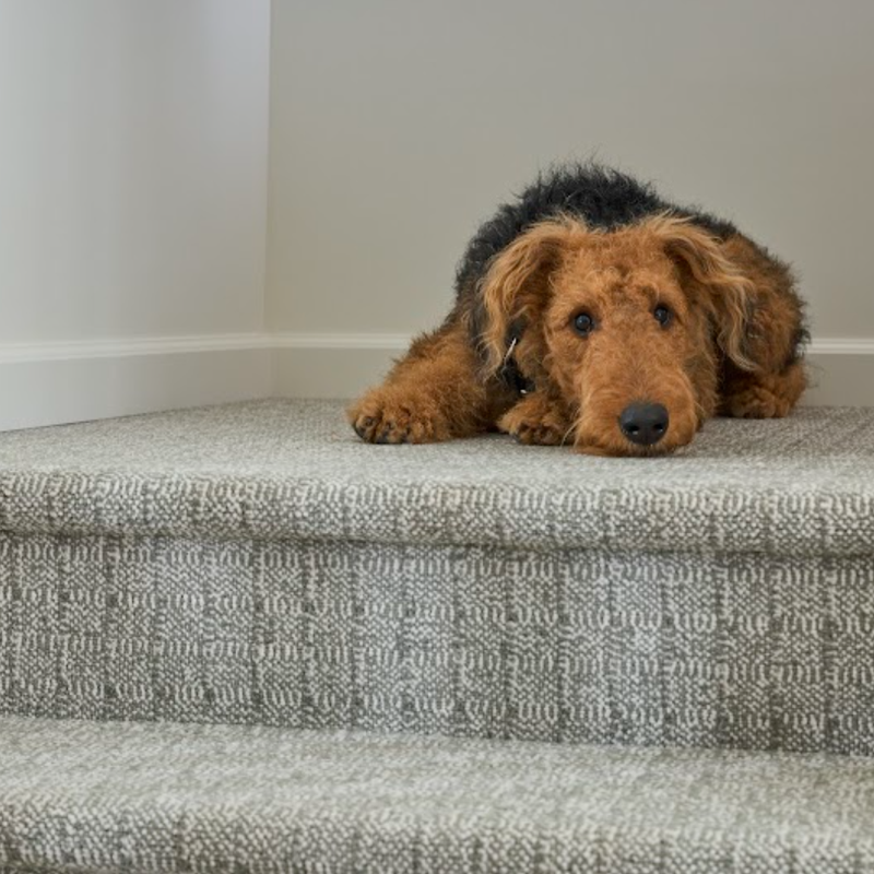Dog on a pet friendly Karastan carpet